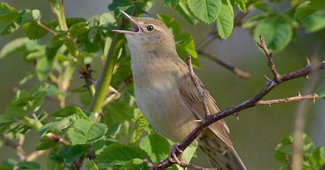 Dieser Vogel singt in höchsten Tönen: Der Feldschwirl.