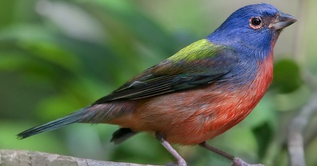 Der Papstfink: Diesen Singvogel erkennt man wohl eher am Gefieder, als am Gesang wieder.