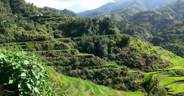 Eine der berühmtesten Sehenswürdigkeiten der Philippinen, die Reisterrassen von Banaue