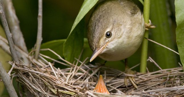 Ein Sumpfrohrsänger mit Singvogel-Nachwuchs