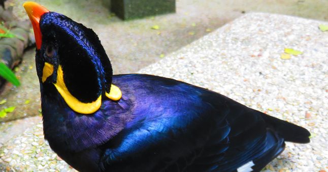 Seine Talente werden diesem Singvogel zum Verhängnis: Der Beo kann besonders gut singen und hat ein sehr schönes Gefieder.