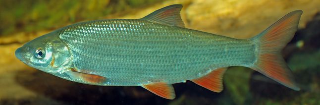 Ein kalter, nasser Fisch geht mancherorts auch als Kosename.