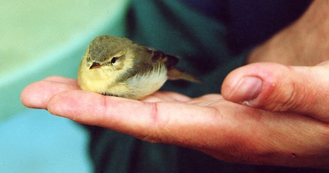 Im Vergleich mit einer Menschenhand zeigt sich, wie klein diese Singvogelart ist.