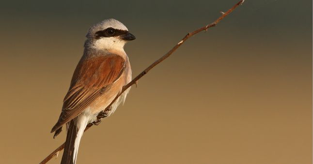 Der Neuntöter: Dieser harmlos aussehende Singvogel hat einer sehr spezielle Jagd-Technik.