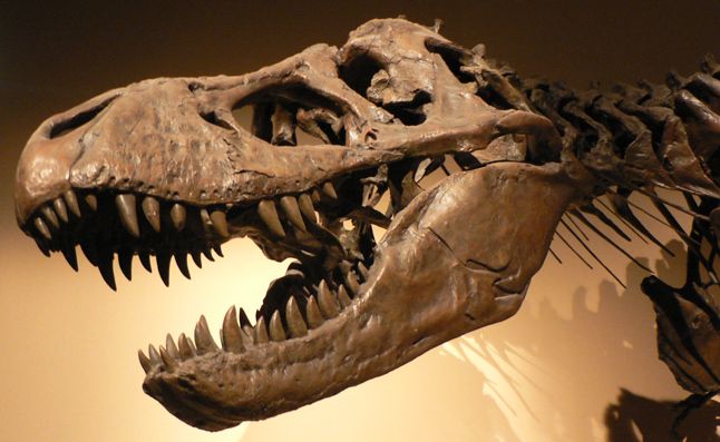 Erdzeitalter Erdzeitalter. Schädel eine Tyrannosaurus Rex aus dem Museum "Palais de la Découverte" in Paris.