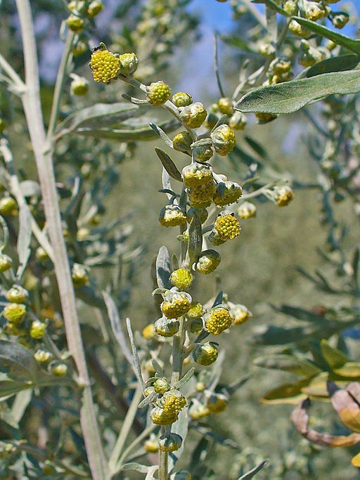 Artemisia_absinthium_0002_kleiner_korbbluetler