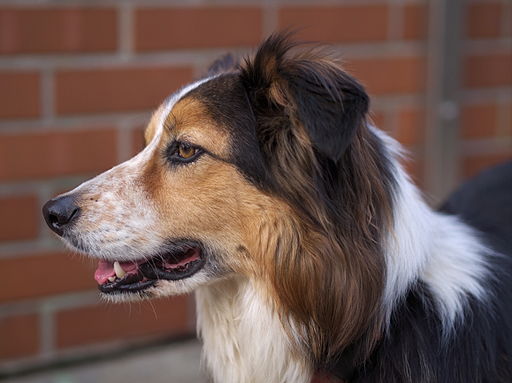 Hunderasse Border-Collie-tri-colour-face-1