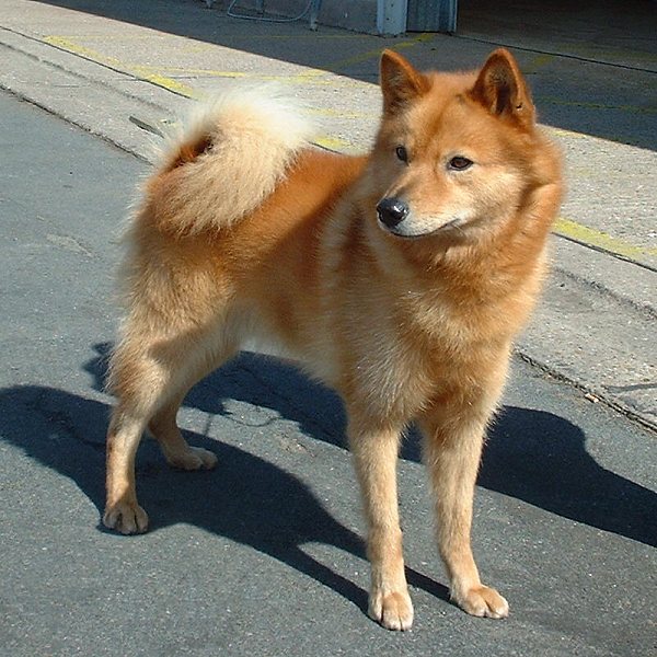 Hunderasse Finnish_Spitz_600