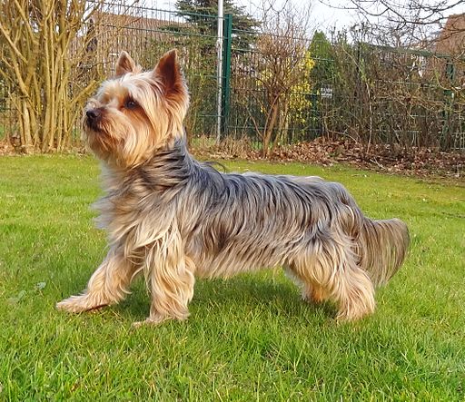 Hunderasse Yorkshire Terrier_DSC01224_ji