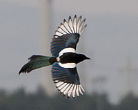 Rabenvogel