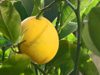 Die Zitrone als Zitrusfrucht