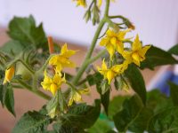 Blütenstand bei der Tomate