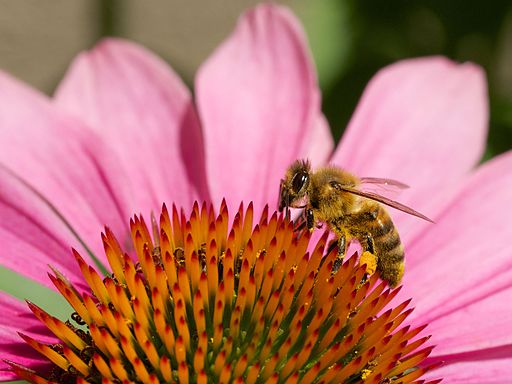 Beine auf einer Blume stellt Bienenprodukt her Kreuzwortraetsel