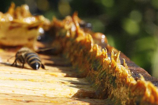 Bienenprodukt Propolis Kreuzwortraetsel