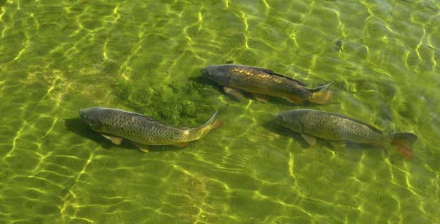 weißfisch karpfen