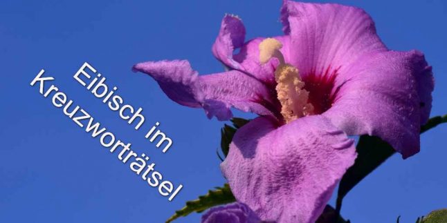 eibisch im kreuzwortratsel alle antworten auf wort suchen de