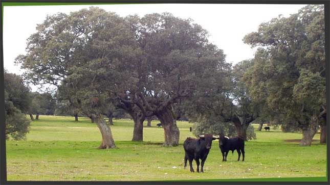 der stier