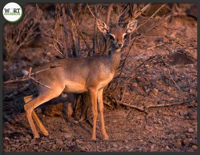 dikdik tier im stadt land fluss