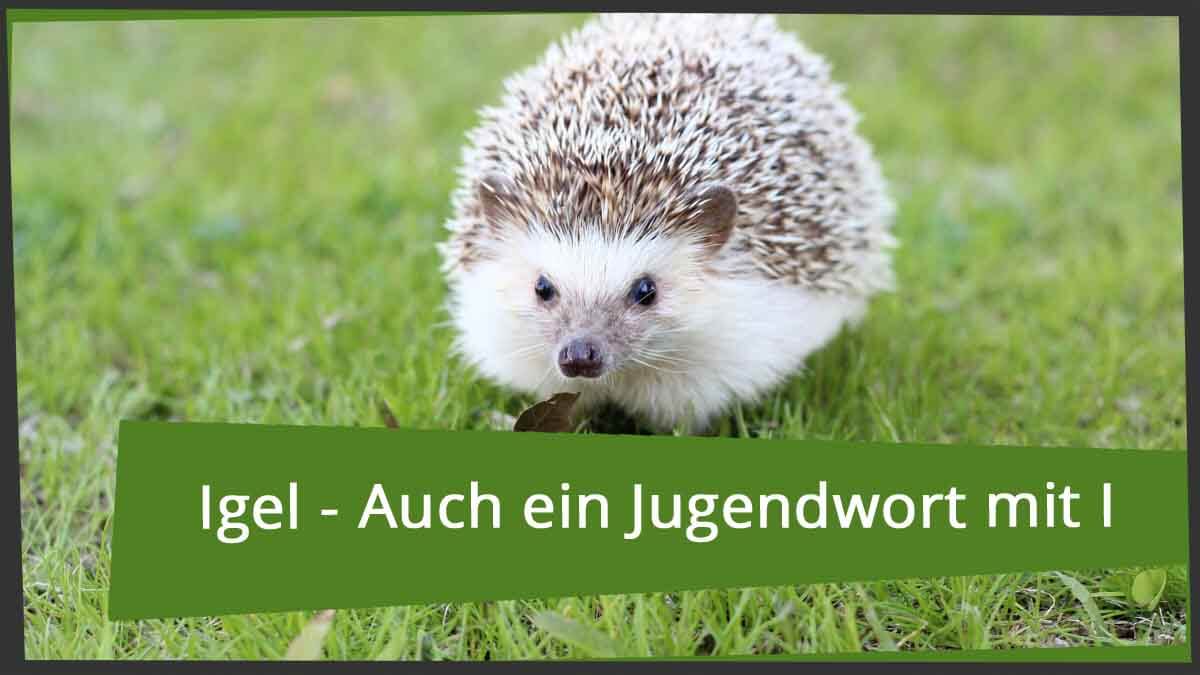 Jugendwörter mit I: Vom Ikeakind mit Igelschnäuzchen