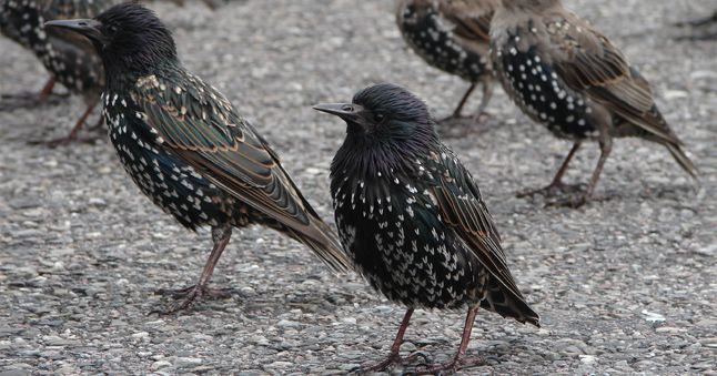 Amsel, Drossel, Fink und Star - Welcher Singvogel ist gesucht?